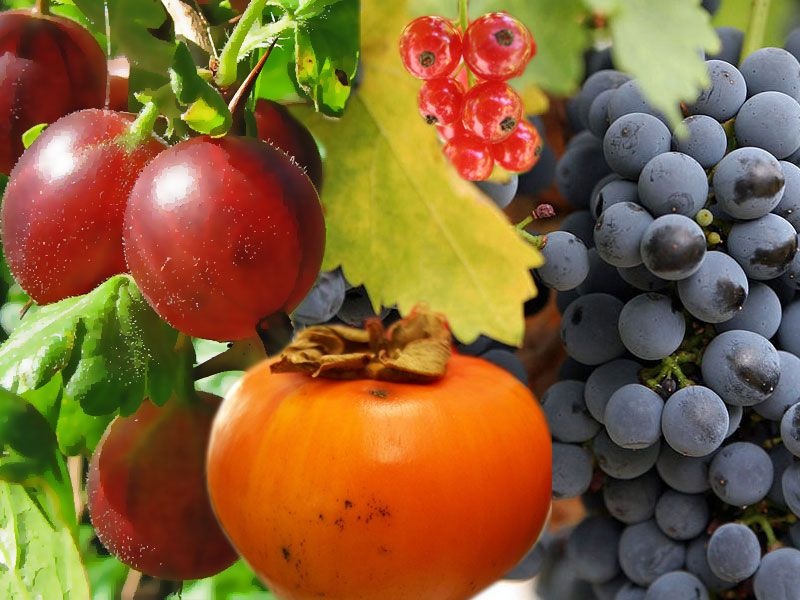Проєкт RE:BERRY: Підтримка ягідництва в Україні