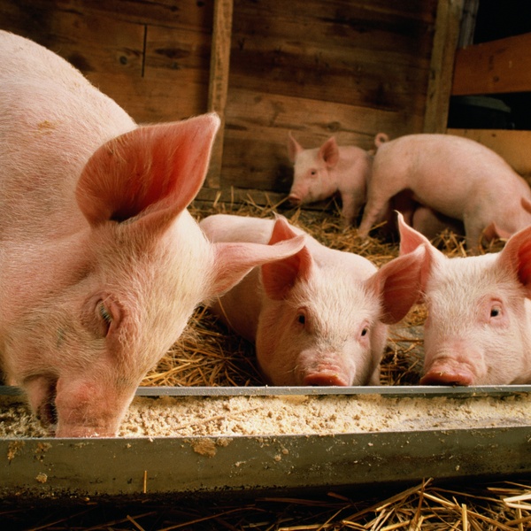 Vitagro та DanBred створюють свинарник в Україні за $11 млн
