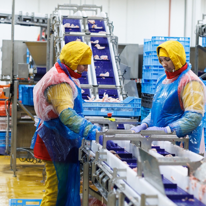 Avesterra Group інвестує €60 млн у Володимирську птахофабрику