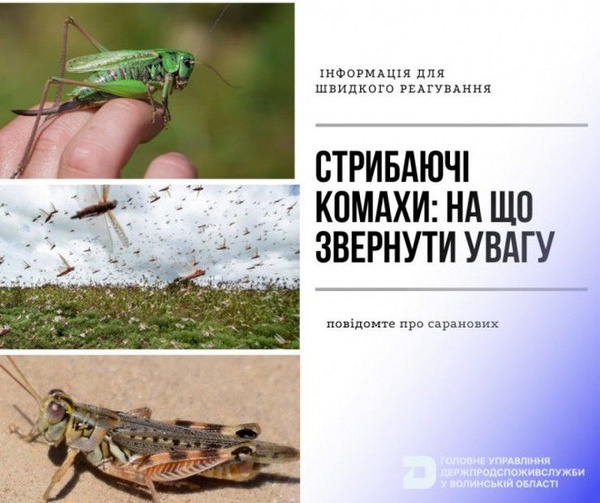 Гаряча лінія Держпродспоживслужби для боротьби із сарановими