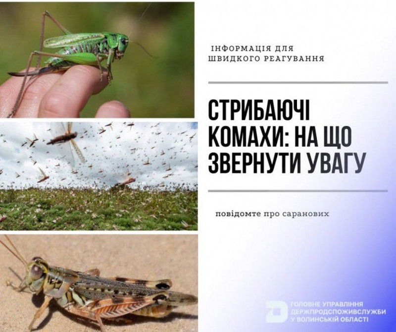 Гаряча лінія Держпродспоживслужби для боротьби із сарановими