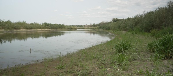 Відновлення Великого Лугу: екологічні зміни після знищення ГЕС